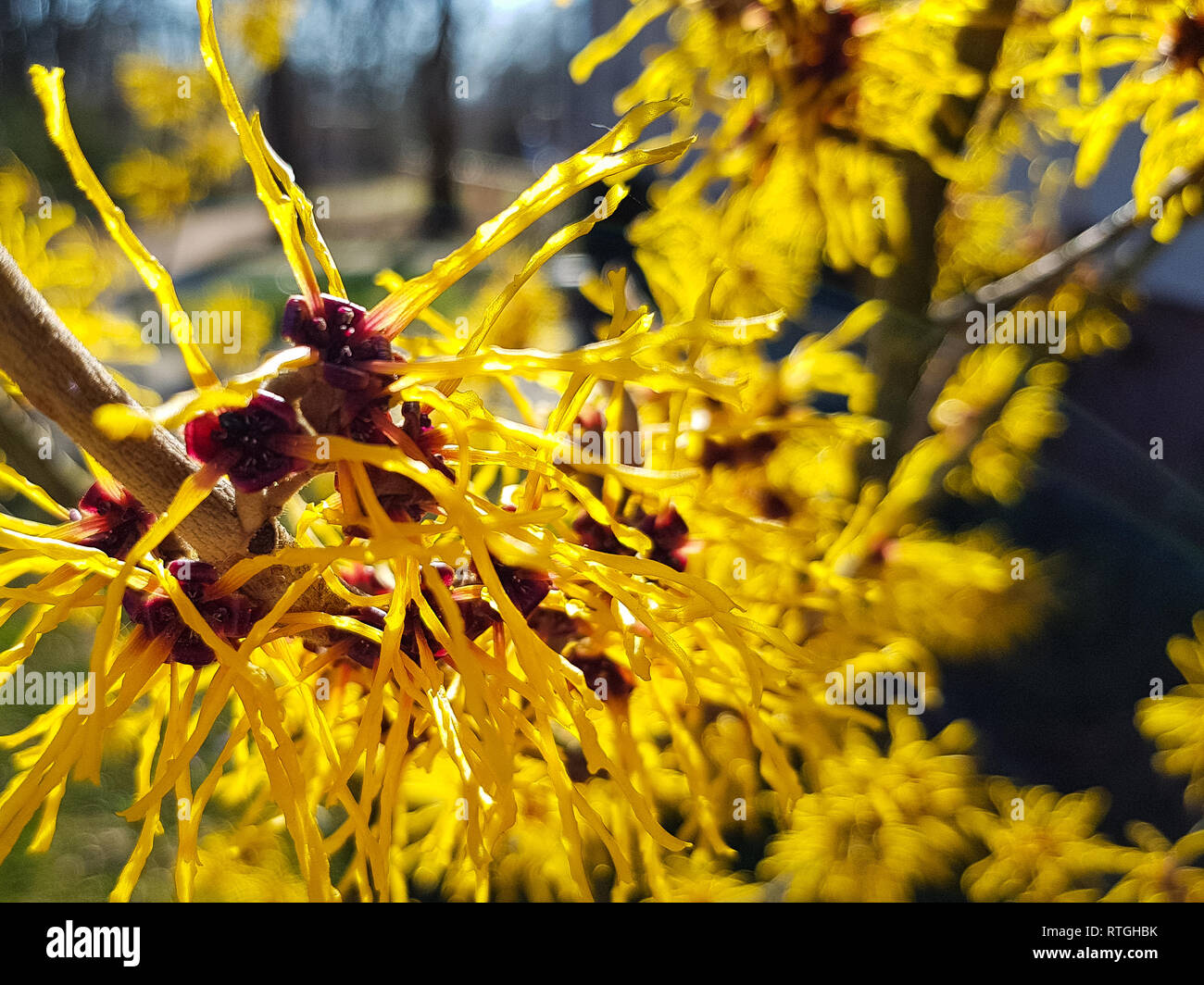 Nahaufnahme von einem merkwürdigen gelben Pflanze, die aussieht wie Würmer in der Sonne Stockfoto