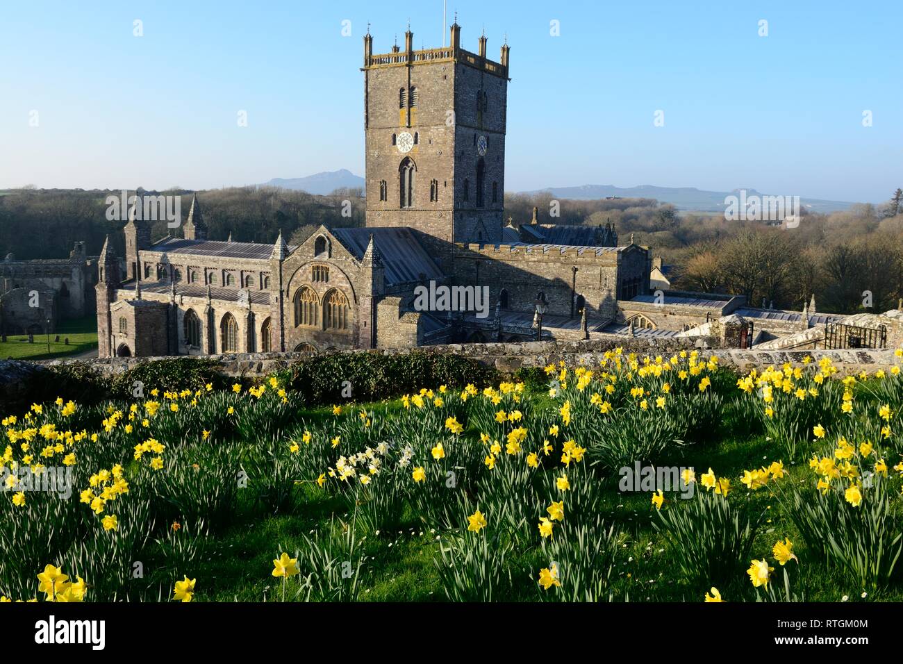 Narzissen Die nationale Blume der Wales vor St Davids Cathedral Pembrokeshire Wales Cymru GROSSBRITANNIEN Stockfoto