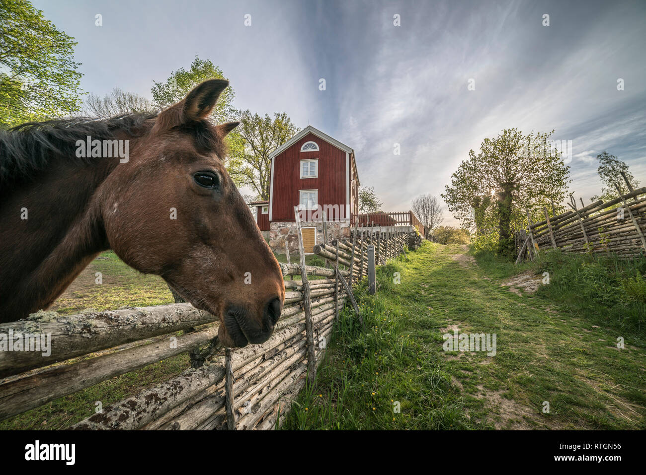 Pferd und traditionellen roundpole Zaun und ein altes Bauernhaus im Dorf Stensjo durch in Smaland, Schweden, Skandinavien Stockfoto