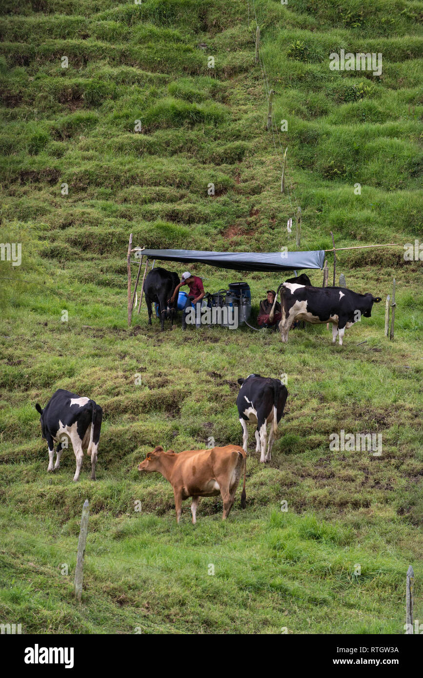 Donmatias, Antioquia, Kolumbien: Cowboy Milchkühe Stockfoto