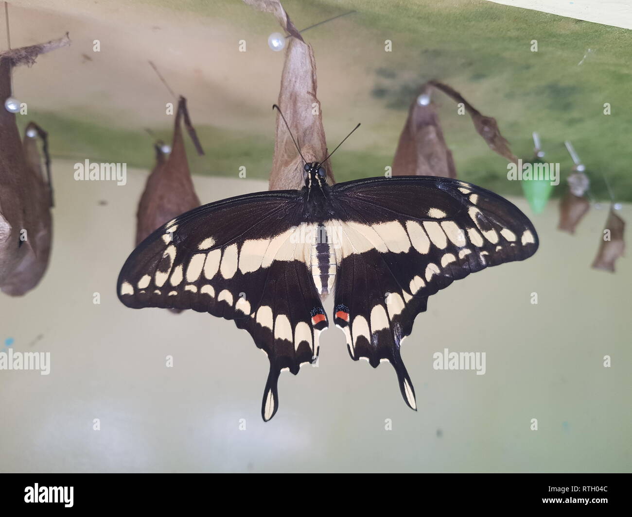 Wunderschöne schwarze und weiße Schmetterling in Aruba. Stockfoto