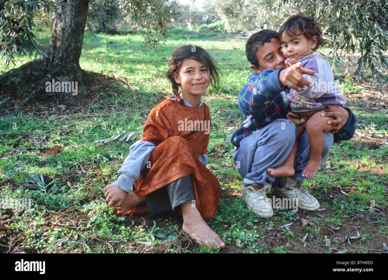 Gypsy Kinder eine Pause von Oliven außerhalb Pelasghia, Zentral Griechenland. Die gleiche Gypsy Familien kommen jedes Jahr die Ernte der Oliven. Stockfoto