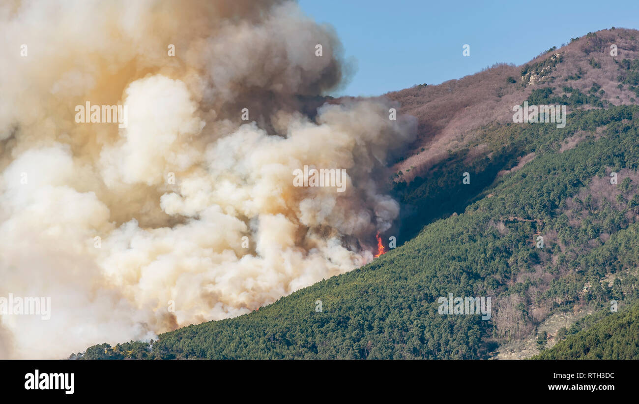 Ein großes Feuer frisst Hektar Wald während ein Mann - Naturkatastrophe gemacht Stockfoto