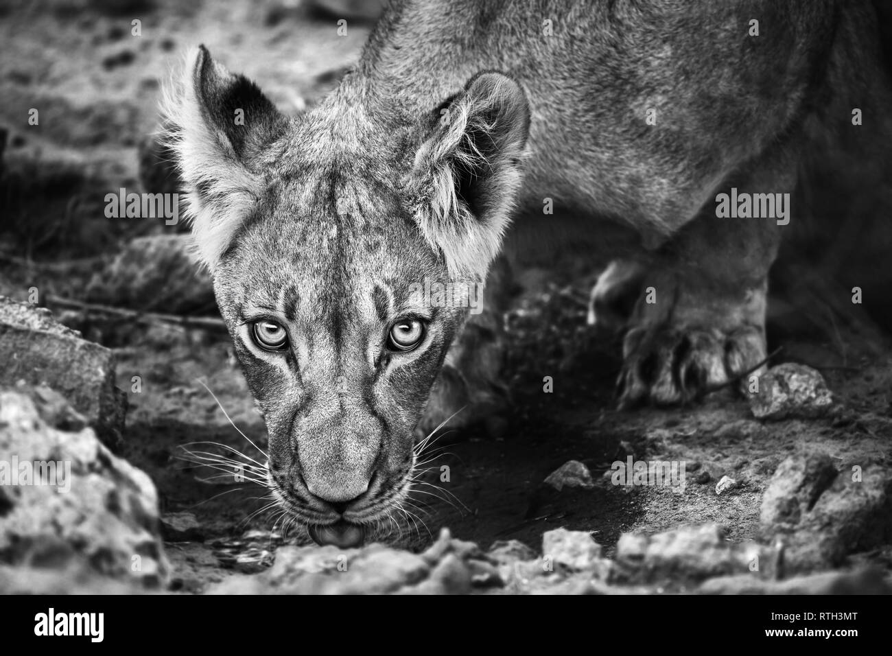 Sub erwachsenen männlichen Löwen Getränke nervös an einer Pfütze in der Kalahari, Südafrika. Panthera leo Stockfoto