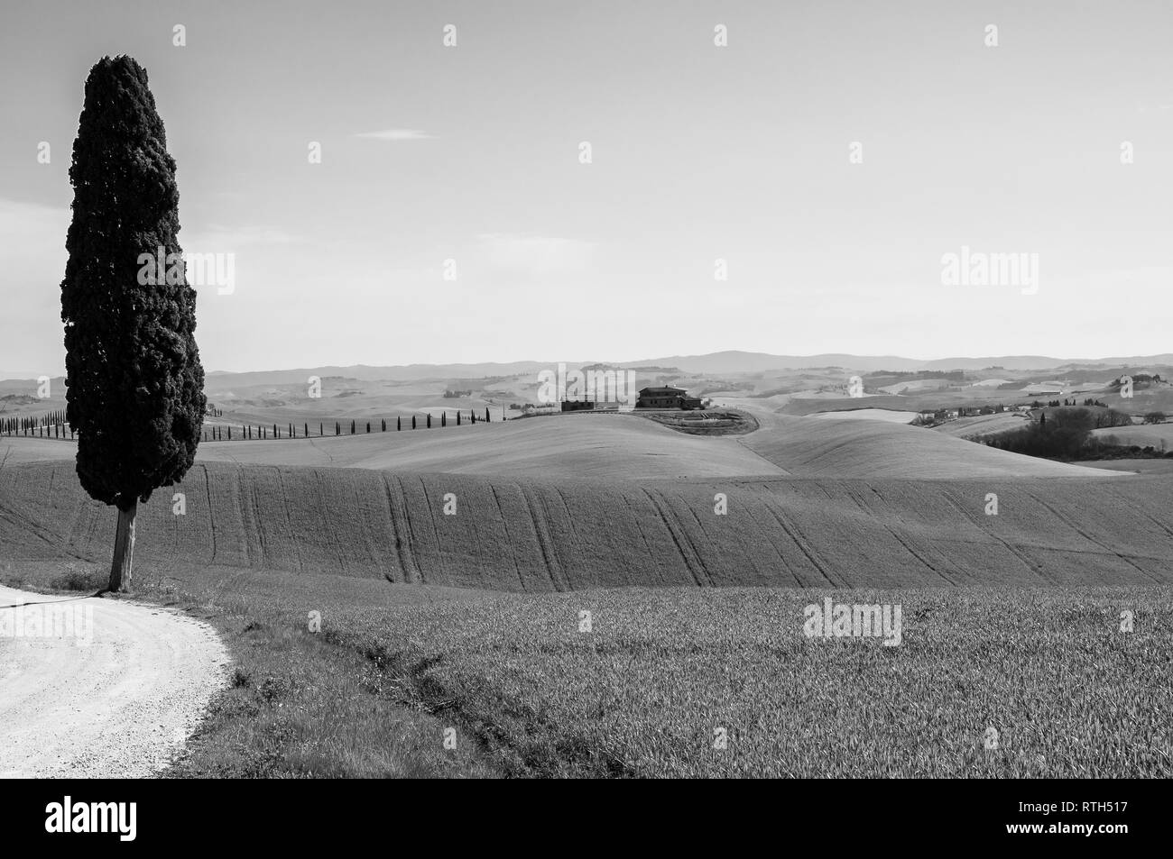 Einsame Zypresse entlang einem Feldweg zwischen den Hügeln der Toskana Stockfoto