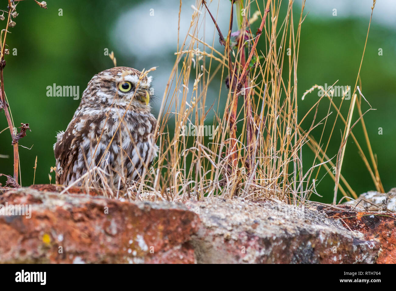 Steinkauz (Athene noctua) auf einer Mauer Sitzend Stockfoto