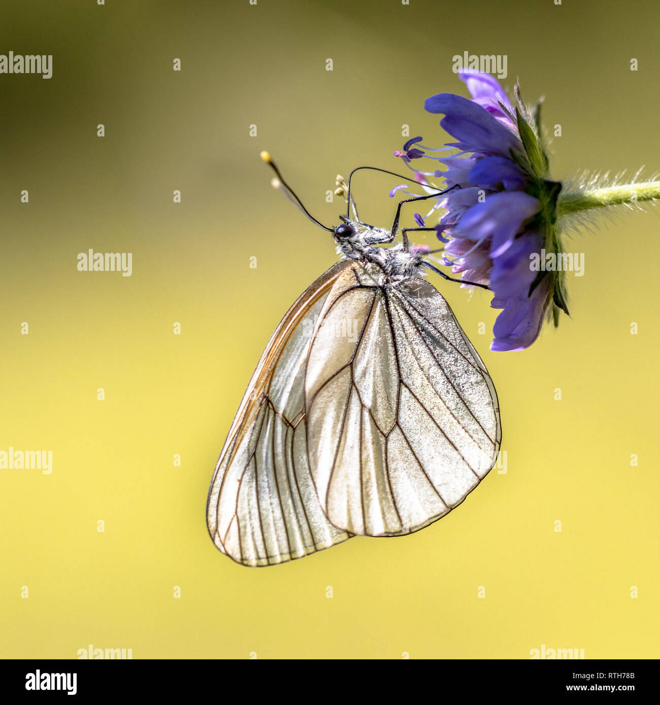 Schwarz geäderten Weiß (Aporie crataegi) Schmetterling trinken Nektar auf Lila Blume in Viroin tal Belgien Stockfoto