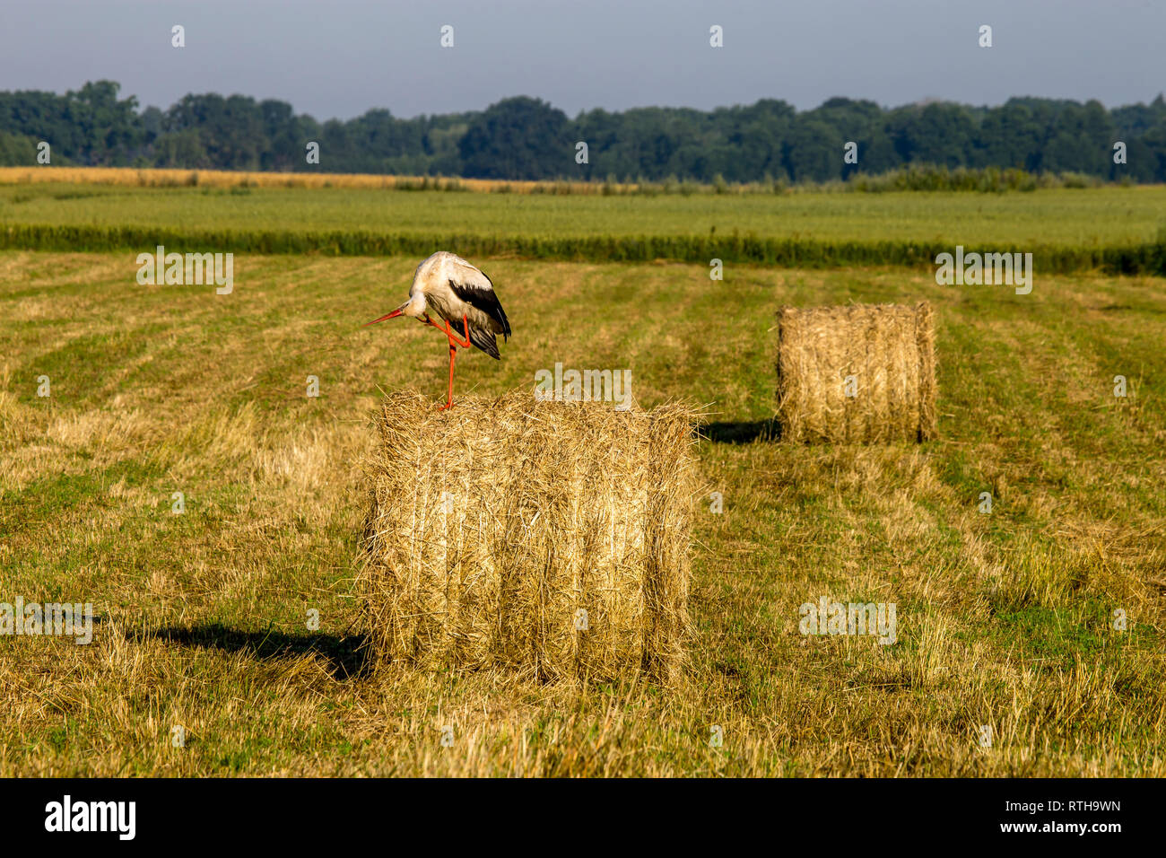 Weißstorch auf trockenem Heu Ballen in der grünen Wiese, Lettland. Stork ist groß Langbeinige waten Vogel mit einem langen Bill, mit weissen und schwarzen Federkleid. Stockfoto