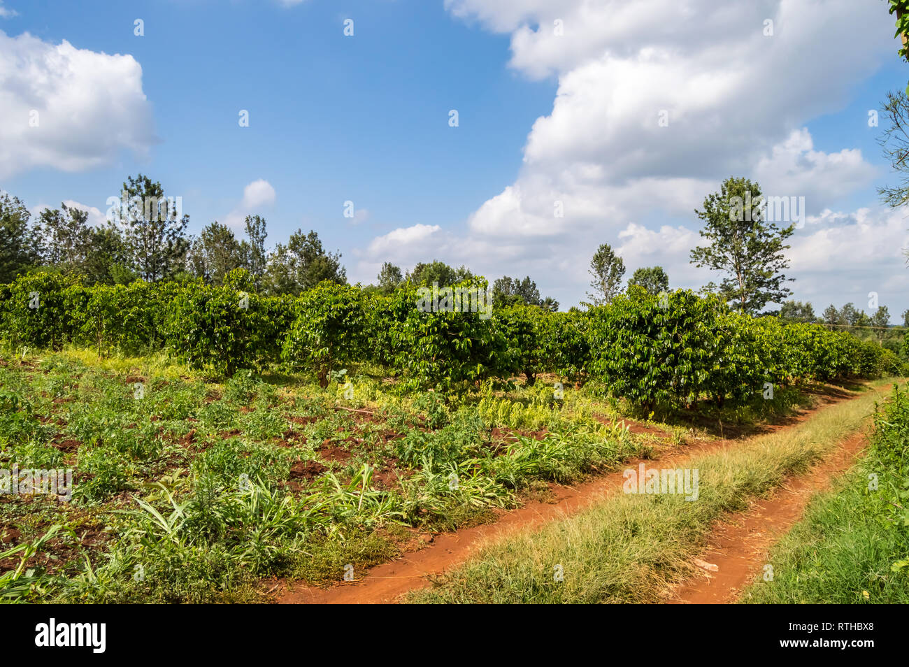 Kaffee Baum strauch Feld in der Landschaft in der Nähe von Thika Stadt in Kenia celt Stockfoto