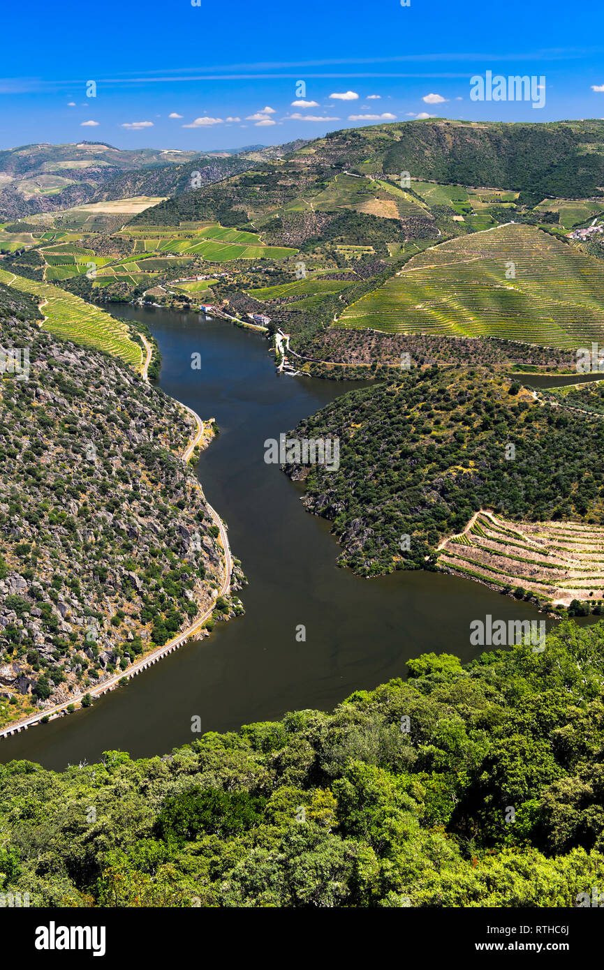Landschaft mit dem Fluss Douro und Weinberge, oberen Douro-tal, Portugal Stockfoto