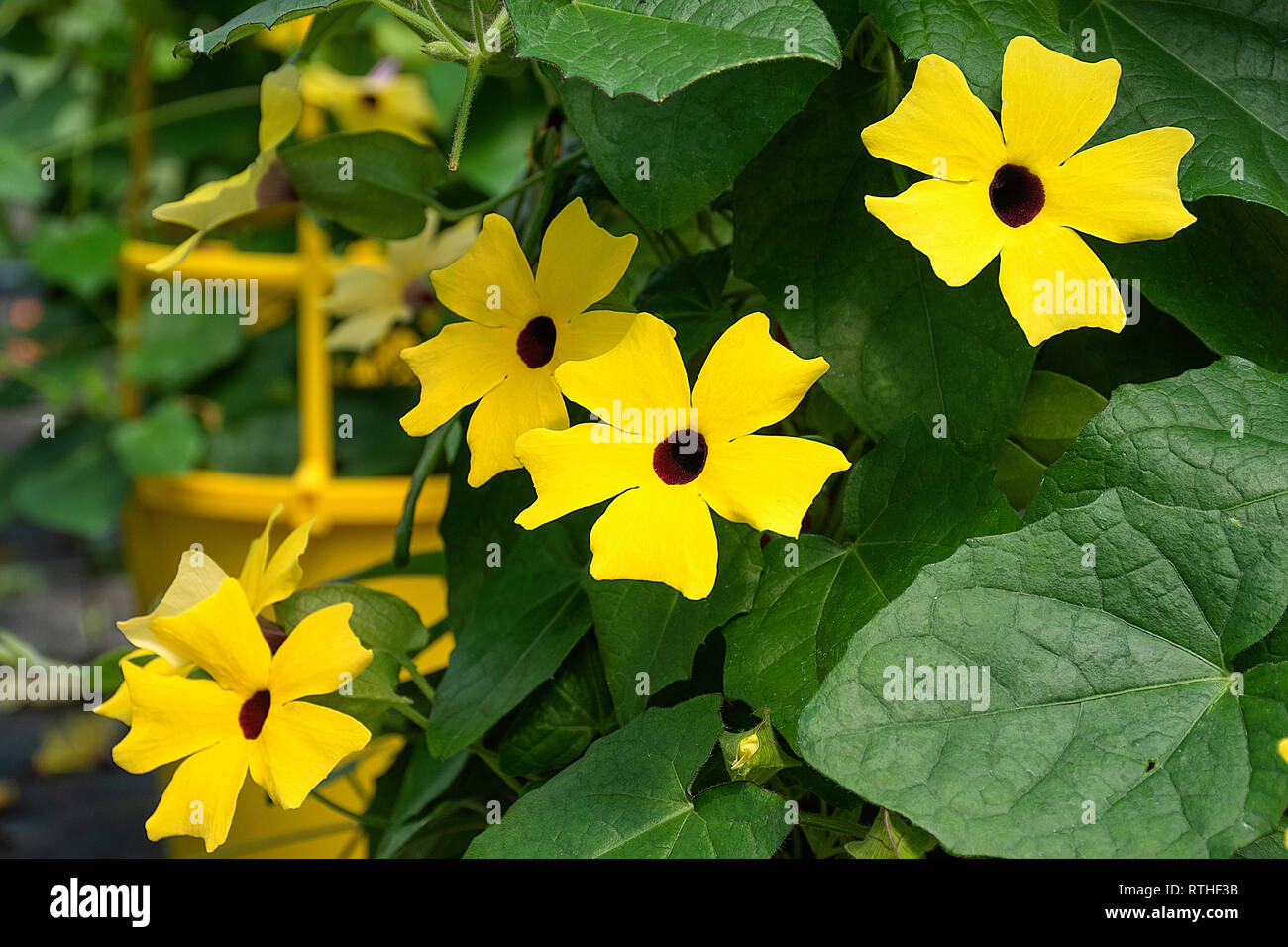 Nahaufnahme der Black Eyed Susan Reben im Sommer Garten Stockfoto