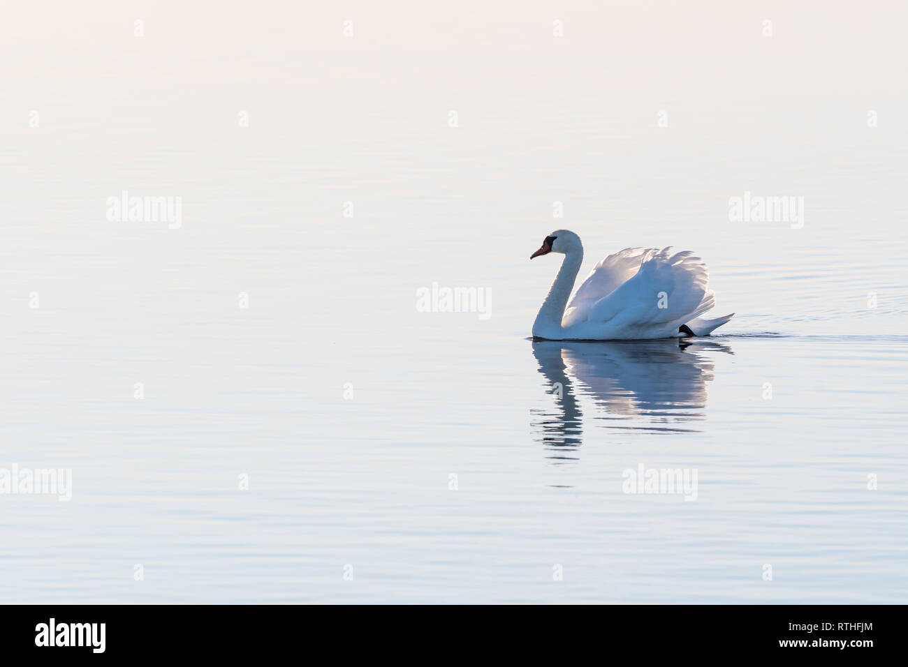 Weißer Höckerschwan Cygnus olor, gleiten mit Anmut und Würde durch ein helles nahtlose Hintergrund in einer absolut ruhigen Wasser Stockfoto