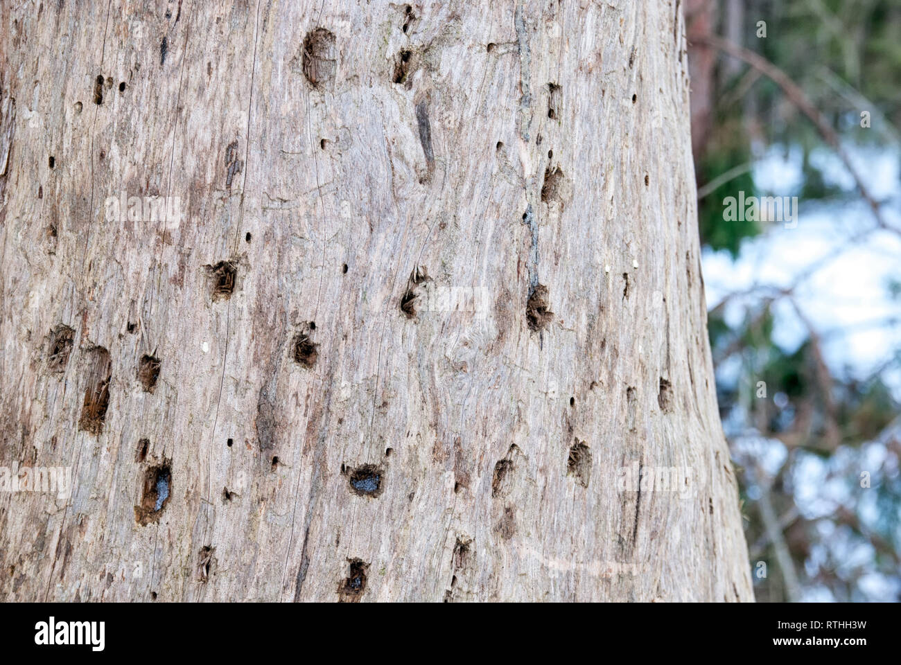 Amtsleitung eines kranken Kiefer mit Spuren von Specht Schnabel Stockfoto