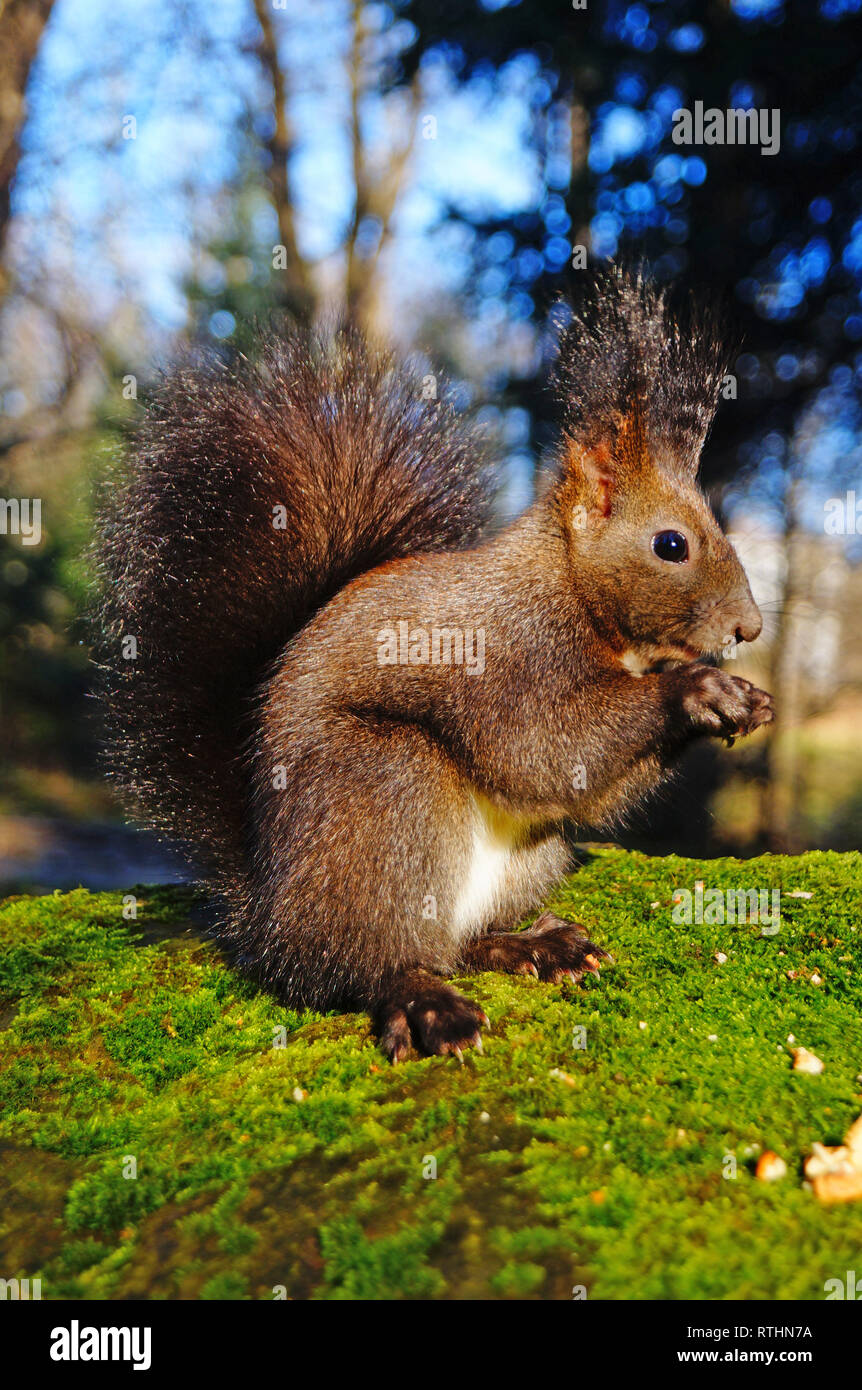 Mit flauschigen schwarzen Pelz essen Muttern auf Hanf an einem sonnigen Frühlingstag Eichhörnchen Stockfoto