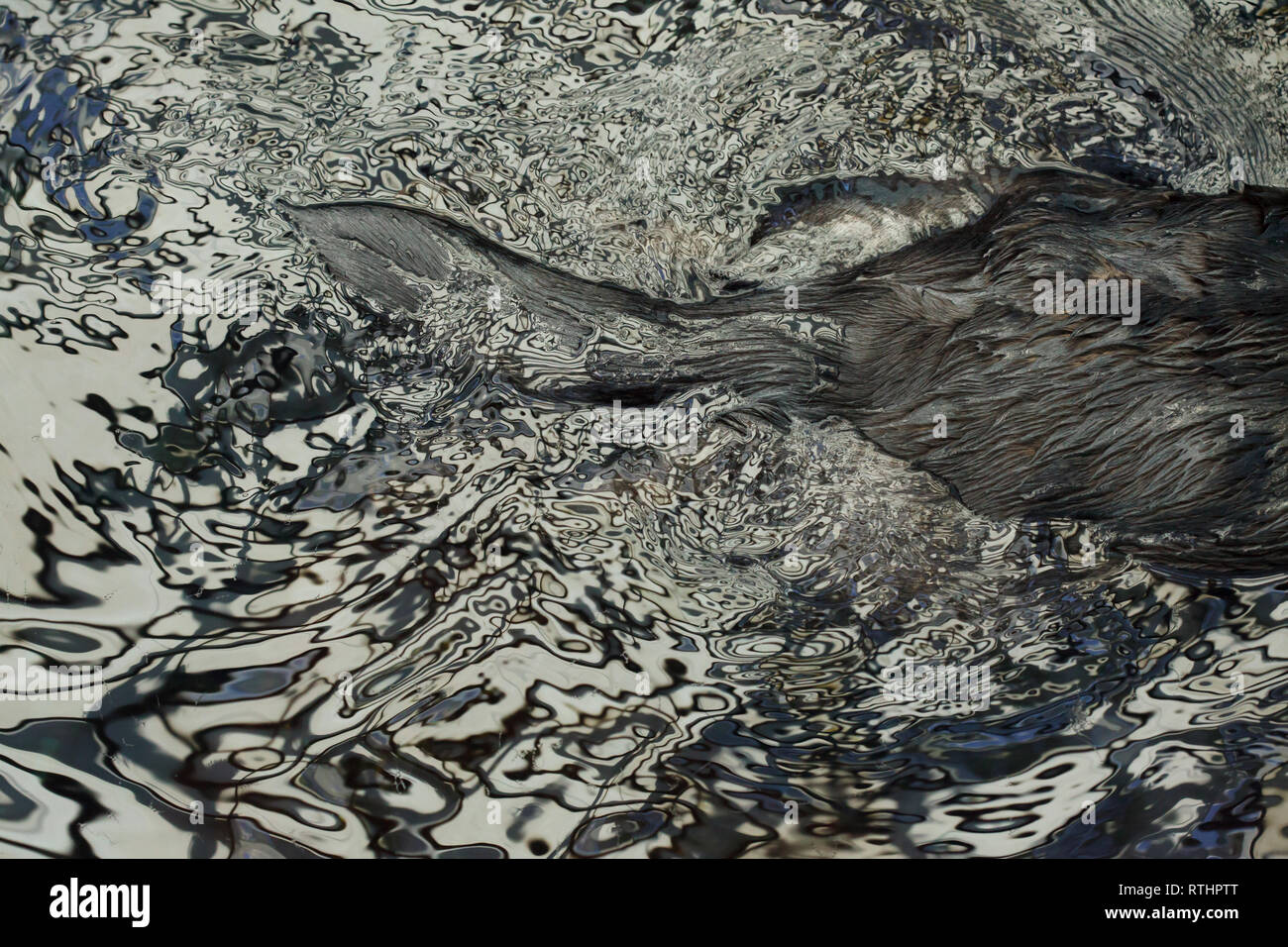 Schwanz Der Seeotter (Enhydra lutris) Schwimmen im Meer. Stockfoto