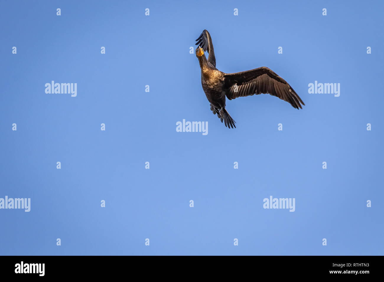 Double-Crested Cormorant (Phalacrocorax auritus) im Flug Stockfoto