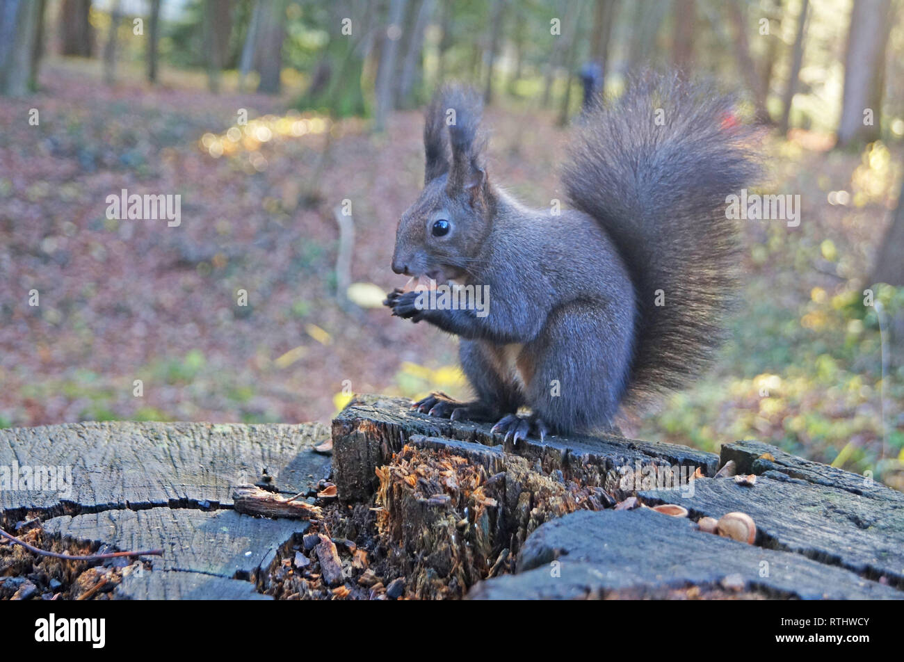Mit flauschigen schwarzen Pelz essen Muttern auf Hanf an einem sonnigen Frühlingstag Eichhörnchen Stockfoto