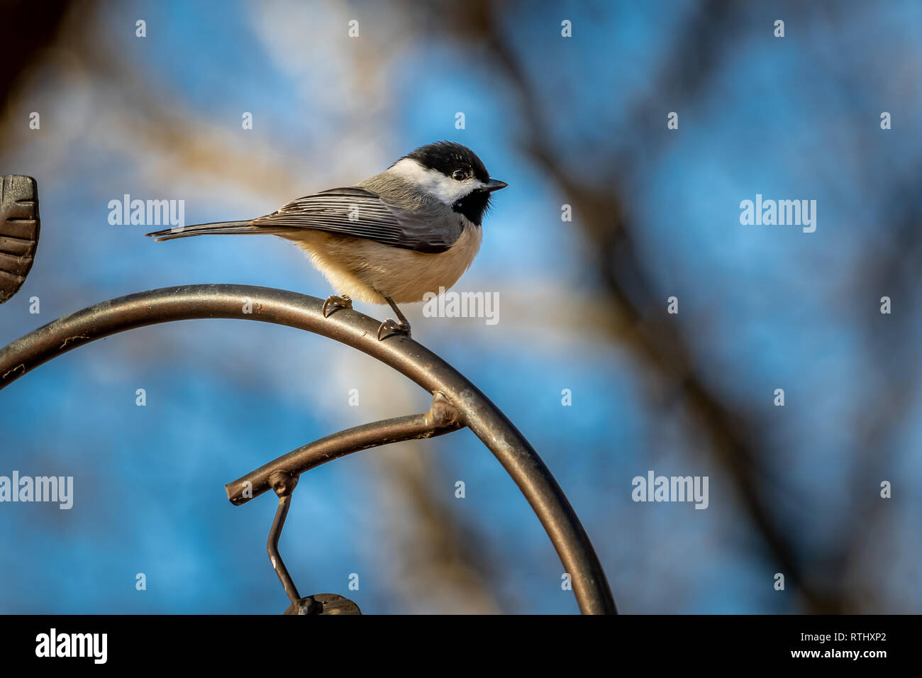 Carolina Chickadee (Poecile carolinensis) auf eine Zuführung Stockfoto