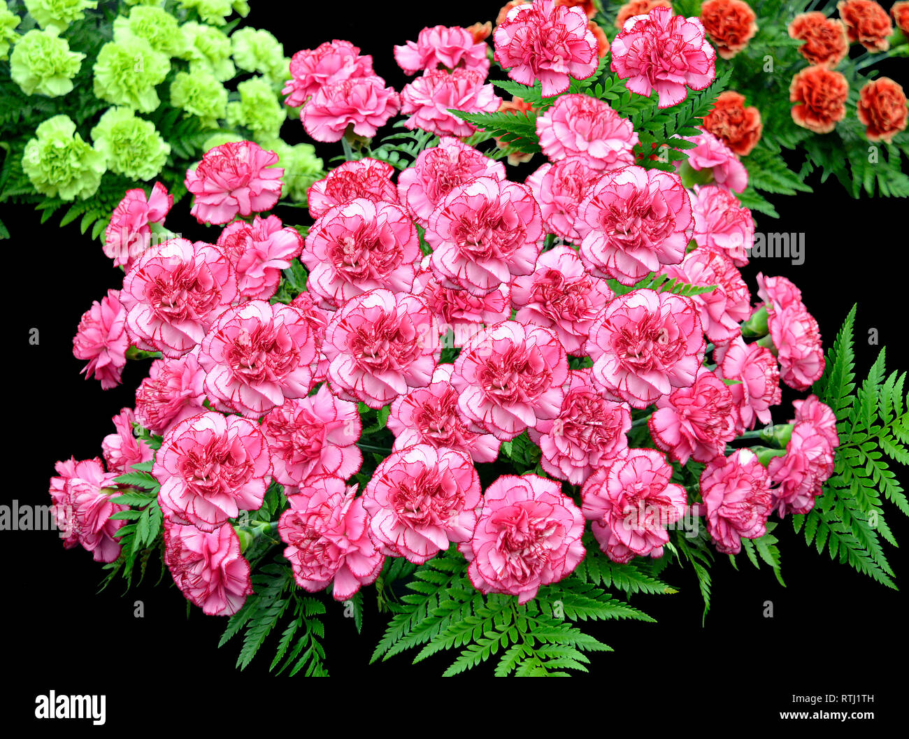 Nelke Blume lateinischer Name Dianthus caryophyllus Farida Stockfoto