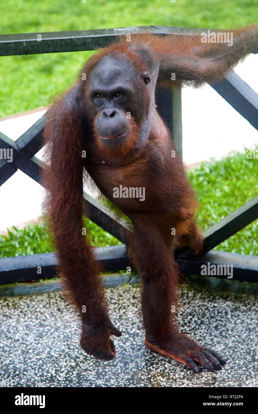 Junge Orangutang in Sepilok Wildlife Rehabilitation Centre Borneo Stockfoto
