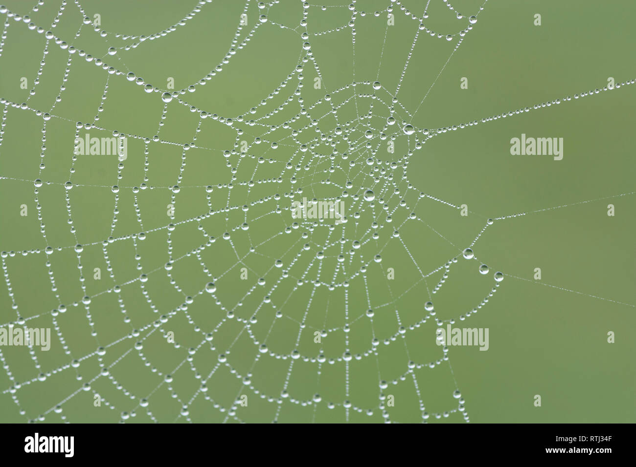 Cobweb mit Tautropfen Stockfoto