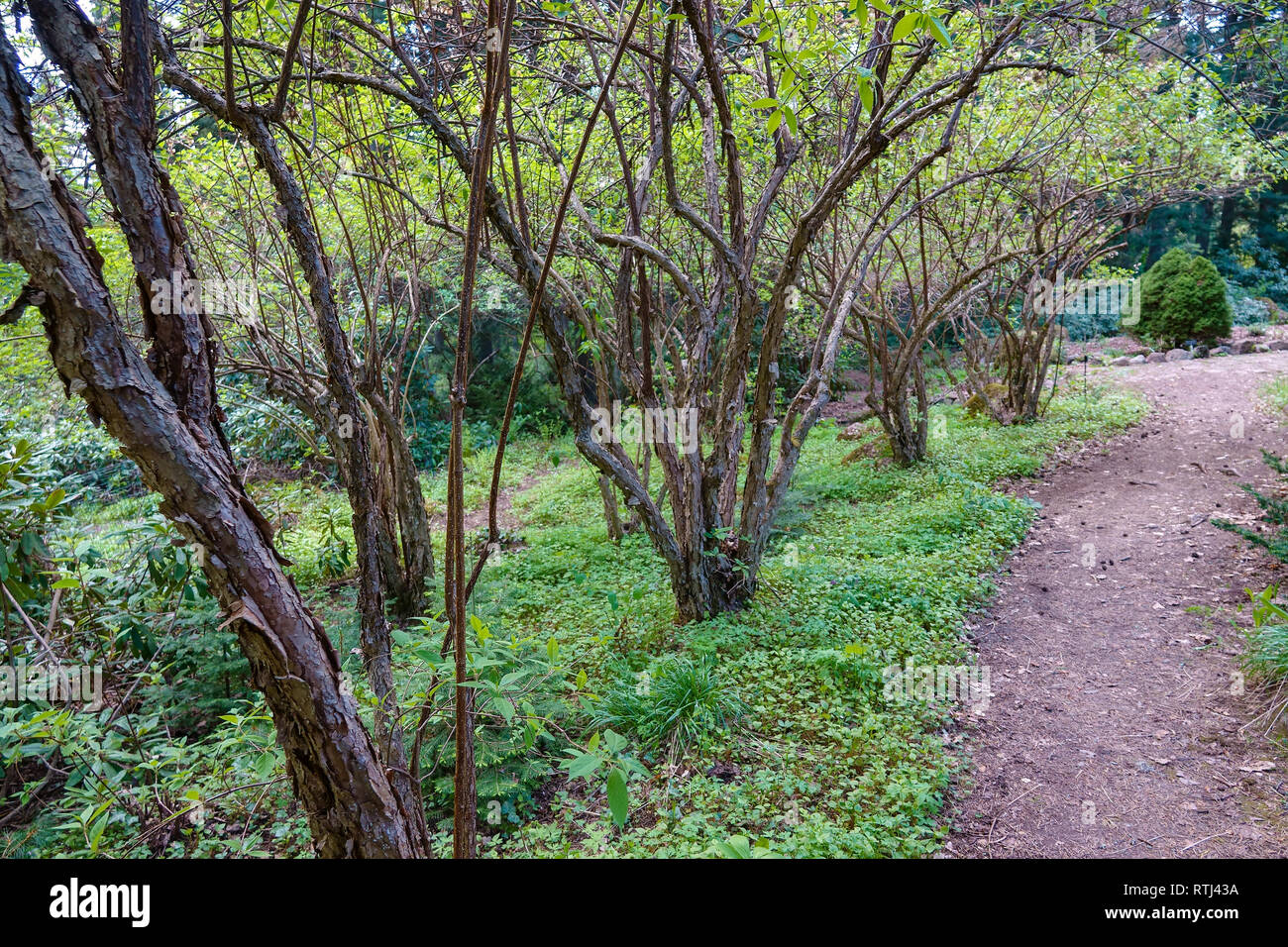 Sommer im Park Stockfoto