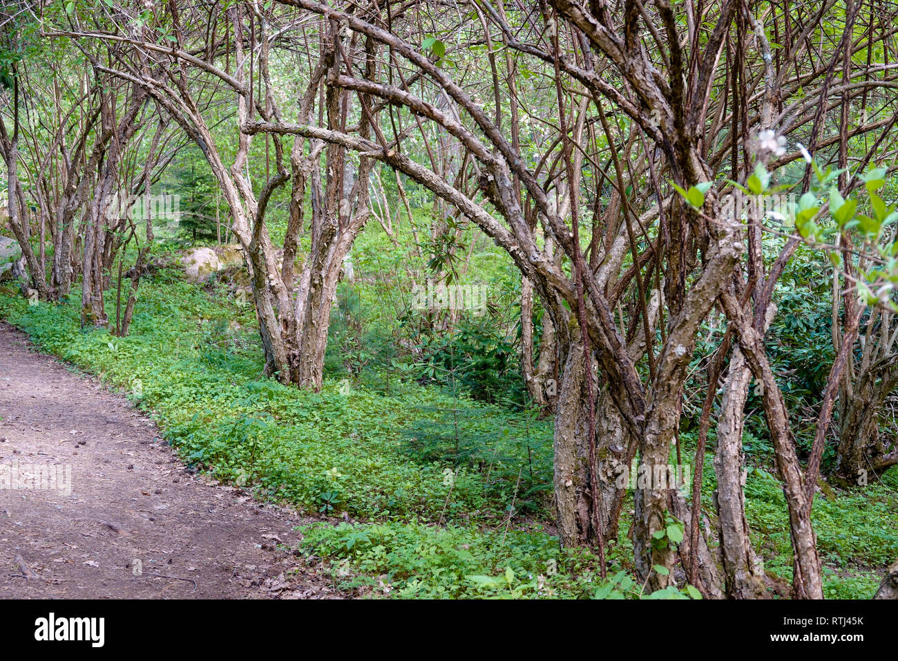 Sommer im Park Stockfoto