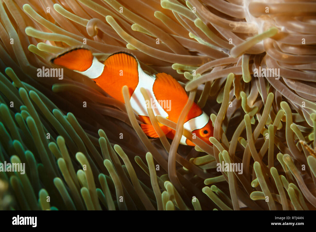 Nahaufnahme des Ocellaris Clownfisch, Wohnen unter den Tentakeln der Ritteri Seeanemonen zum Schutz Stockfoto