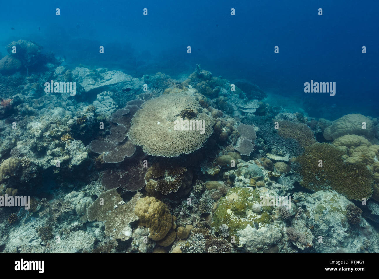 Verschiedene Korallenarten leben zusammen auf Reef Stockfoto