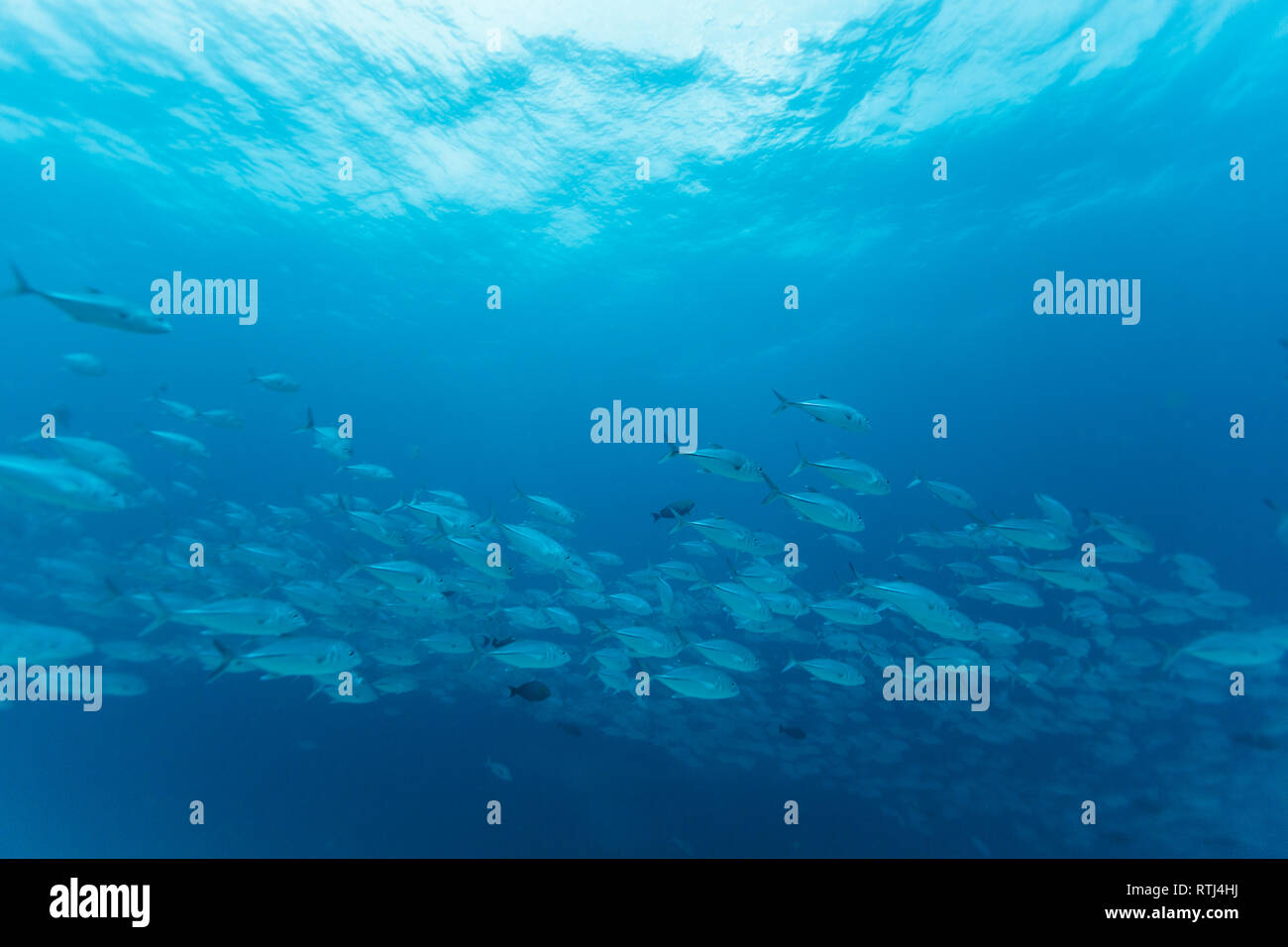 Grau shark Patrouillen über Schule des Gelben snapper Fischen Stockfoto