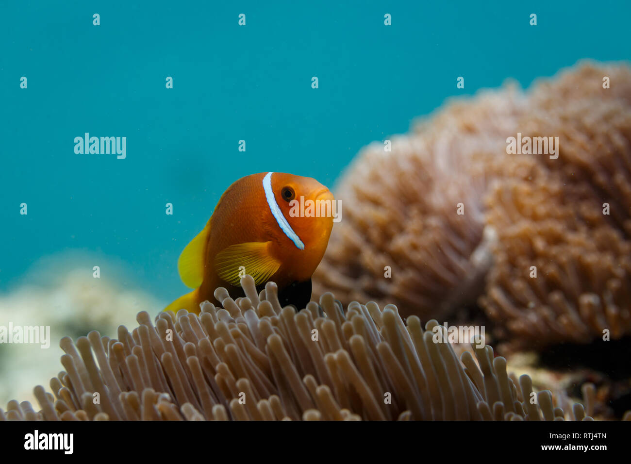 Ocellaris Clownfisch, Wohnen unter den Tentakeln der Ritteri Seeanemonen zum Schutz Stockfoto