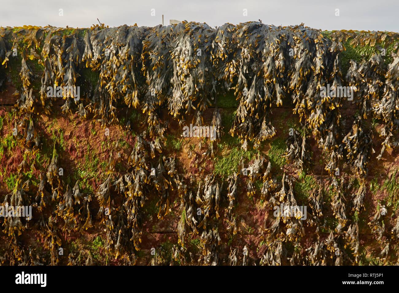 Bei Ebbe am Meer Algen, Whitstable, Kent, England, Vereinigtes Königreich Stockfoto