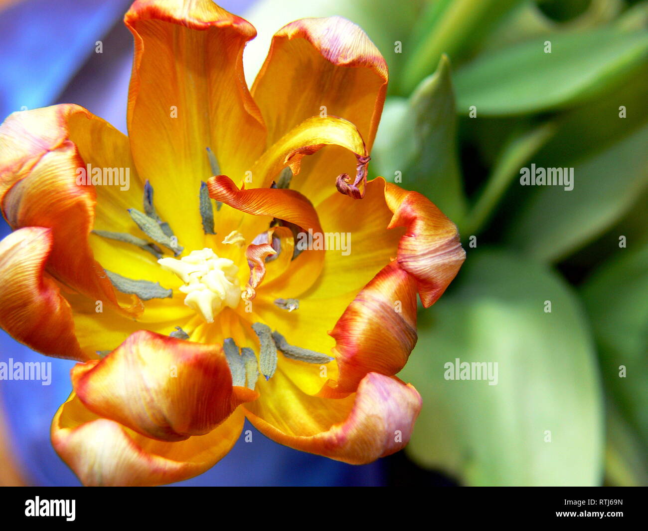 Nahaufnahme einer orange Tulpen blühen Stockfoto
