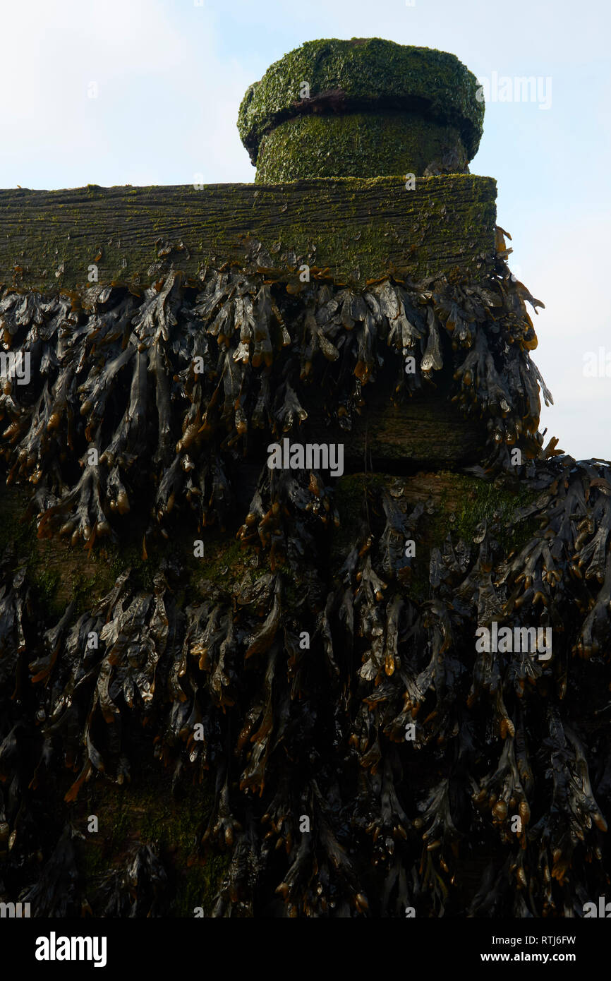Auf hölzernen Leistengegend bei Ebbe an der Küste von Kent, England, Vereinigtes Königreich, Europa Algen Stockfoto