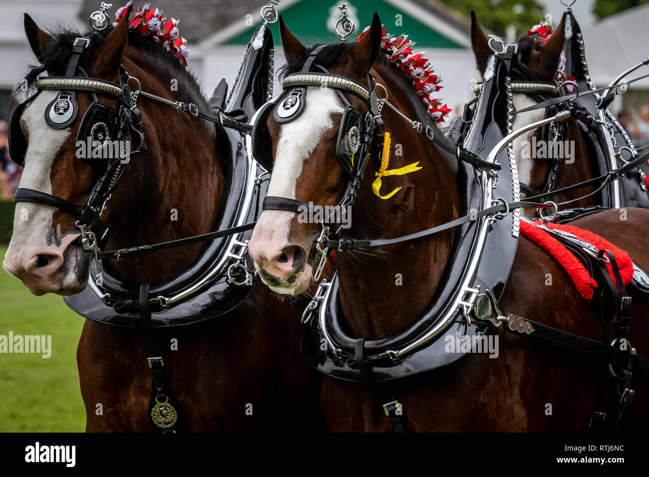 Schwere Pferde an den großen Yorkshire Show am 12. Juli 2018 Stockfoto