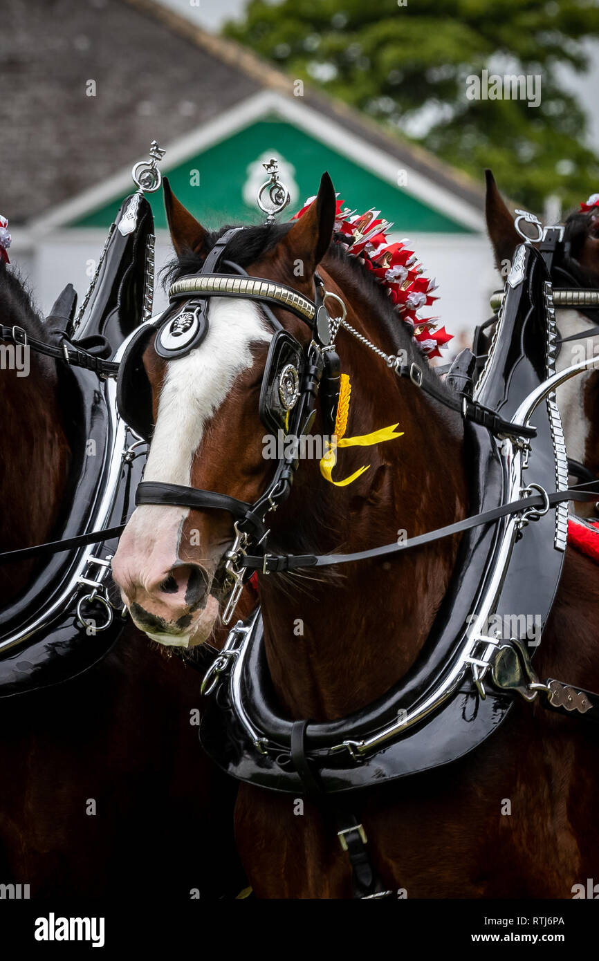 Schwere Pferde an den großen Yorkshire Show am 12. Juli 2018 Stockfoto