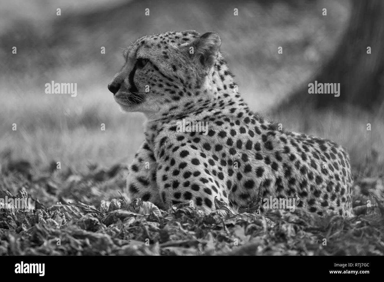 Eine atemberaubende männlichen Leopard Stockfoto