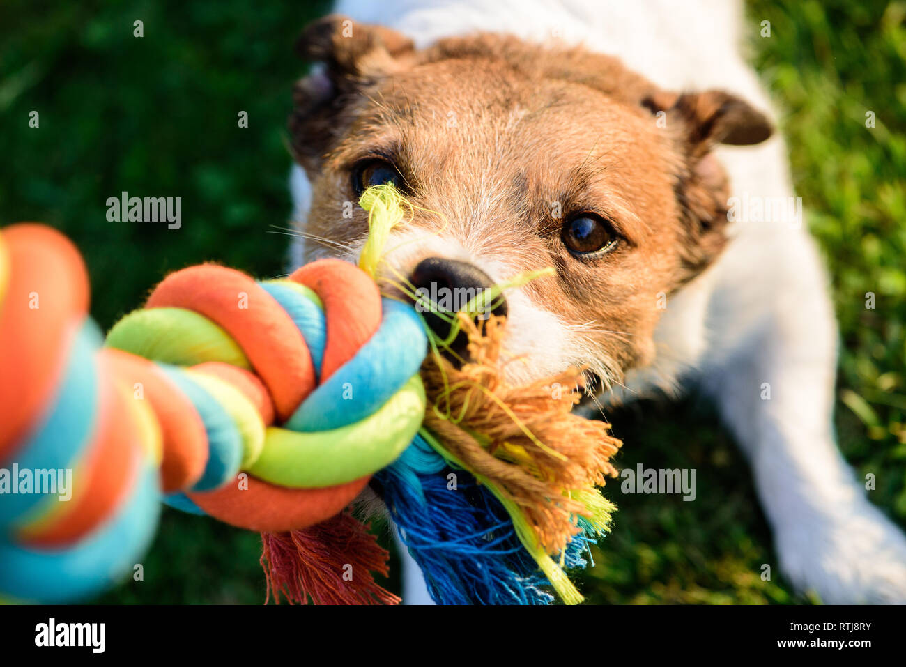 Hund zieht das Kauen von bunten Spielzeug Baumwoll Seil Stockfoto