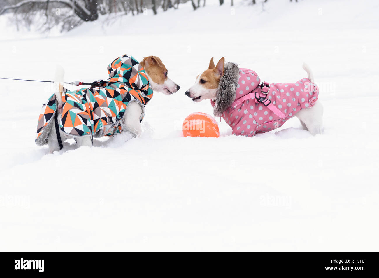 Pet-Mode Winter Kollektion mit Hunde tragen schicke Mäntel mit Polka-dot und polygonalen Muster Stockfoto