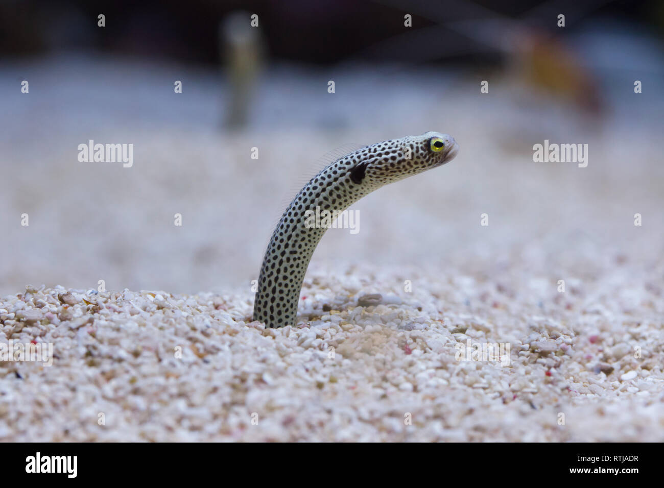 Gefleckte Garten Aal (Heteroconger Hassi). Stockfoto