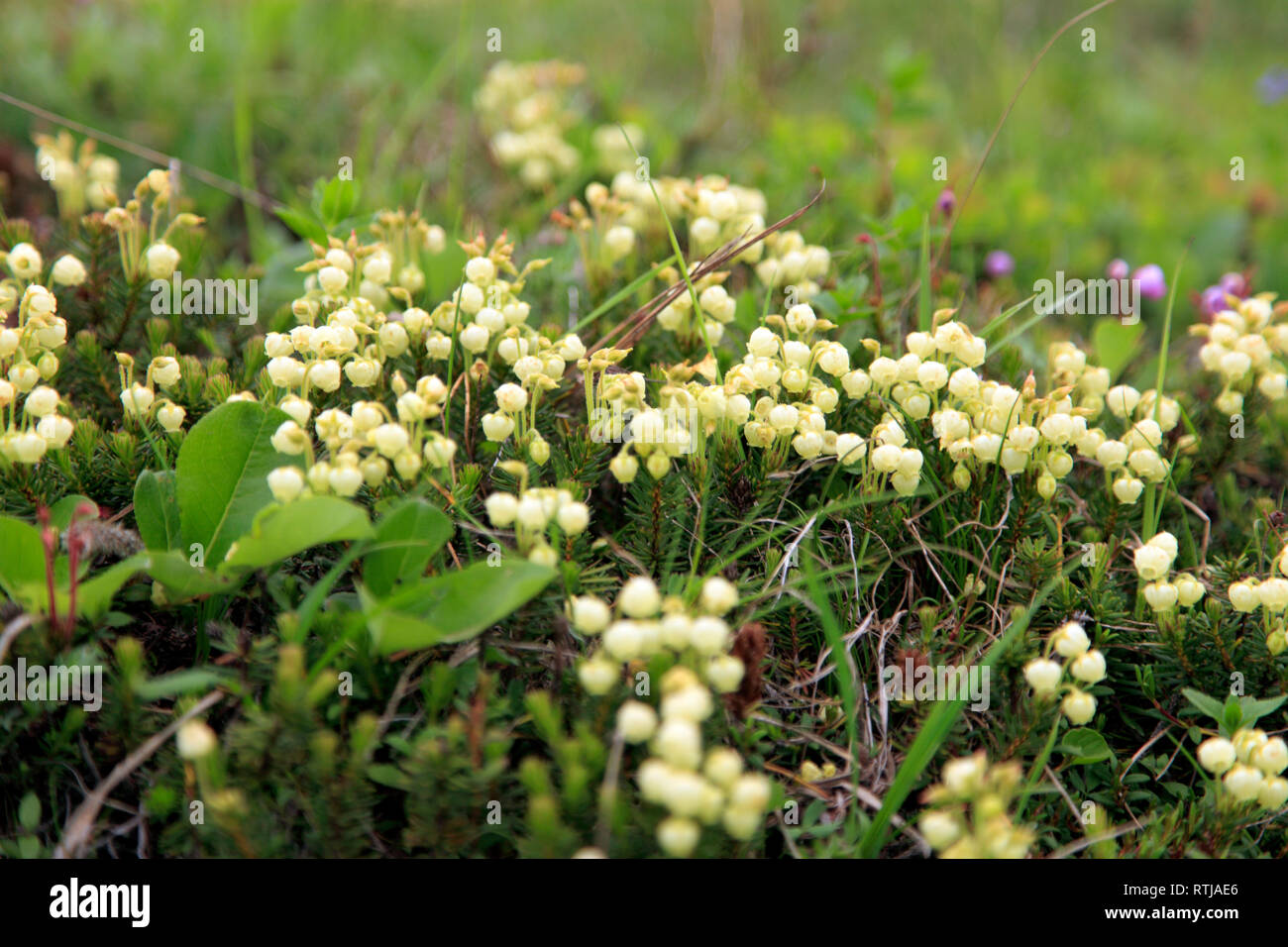 Blumen im Bergtal, Kamtschatka, Russland Stockfoto