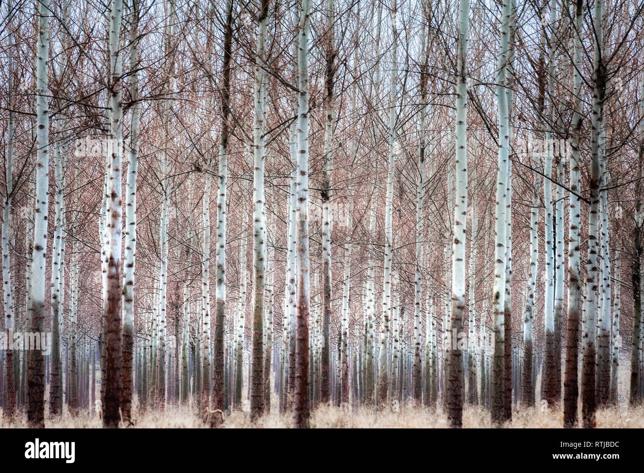 Für die Ernte angebaut, dieses gepflegte Wald von Papier Birke Bäume ohne Blätter erhöht ihre markanten weißen Rinde Amtsleitungen. Stockfoto