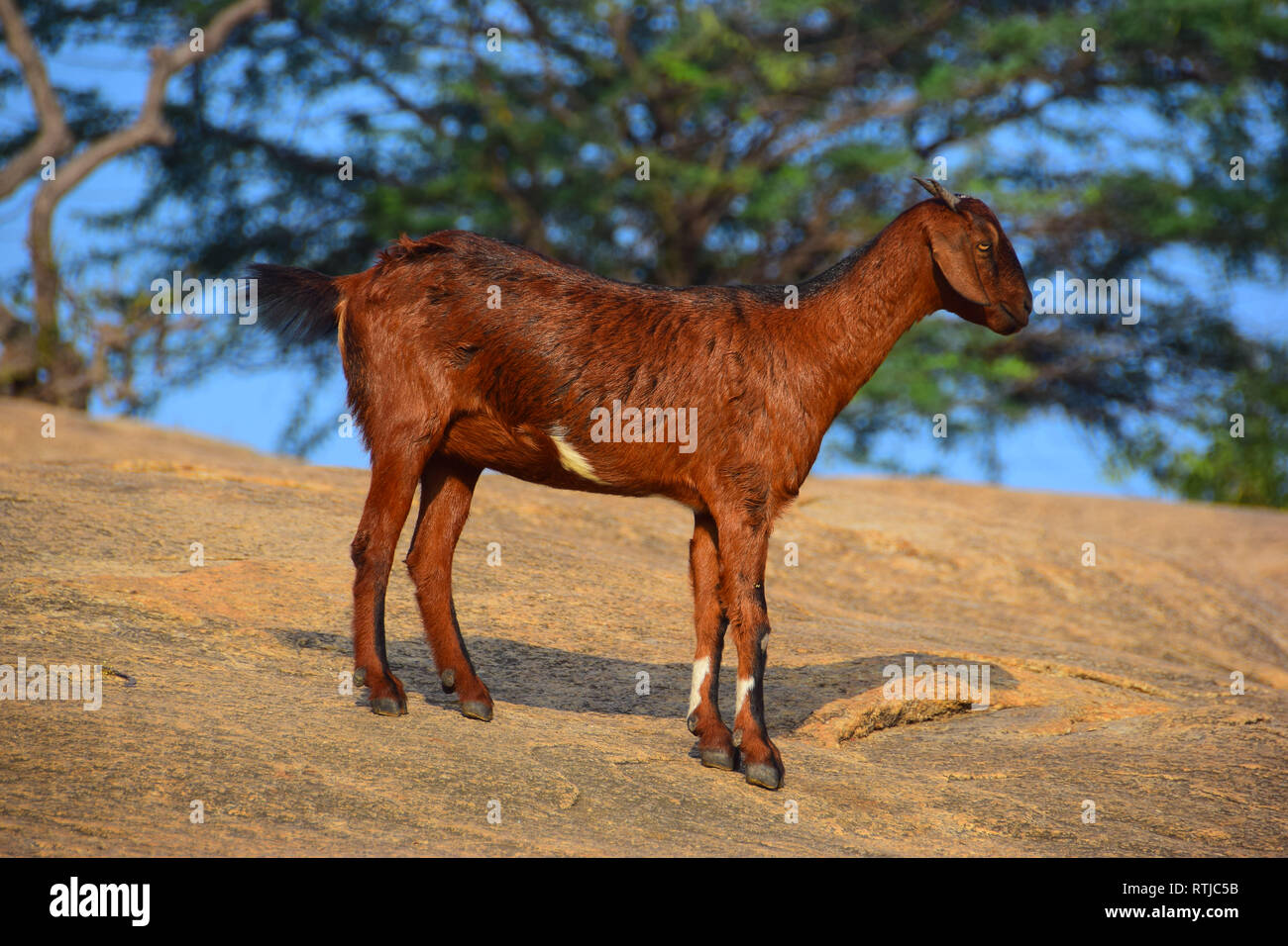 Ziegen auf Felsen, Mamallapuram, Mahabalipuram, Golf von Bengalen, Tamil Nadu, Indien Stockfoto