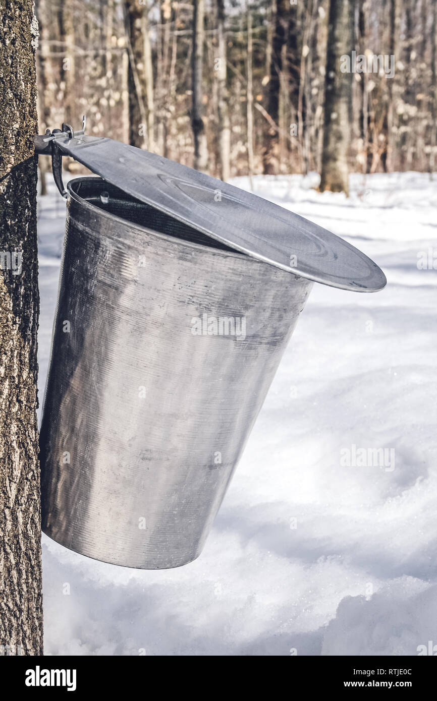 Eimer aus Metall auf einem Baum sammeln Maple sap. Traditionelle Ahornsirup Produktion in Quebec. Stockfoto