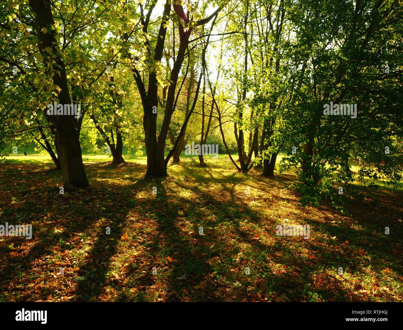 Niedrige Sonne durch schattigen Bäumen in den Yorkshire Arboretum, North Yorkshire, England glänzend Stockfoto