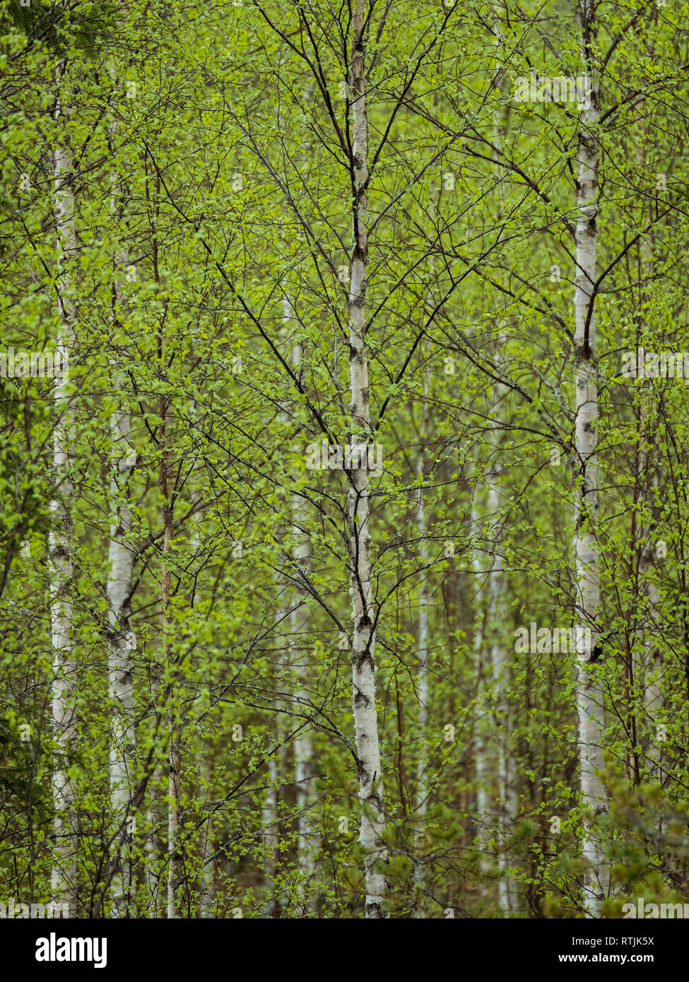 Pristine Silver Birch Forest in Finnland Stockfoto