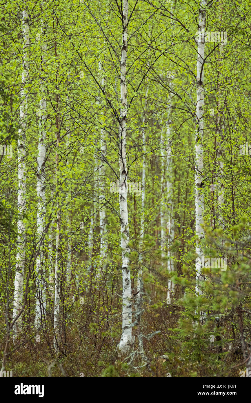 Pristine Silver Birch Forest in Finnland Stockfoto