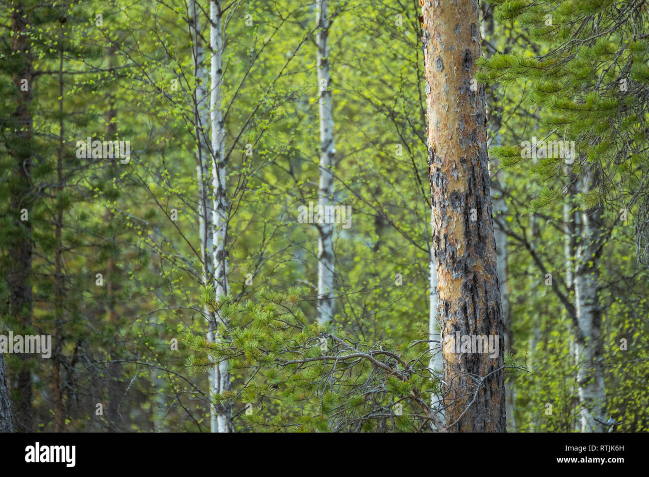 Pristine Silver Birch Forest in Finnland Stockfoto