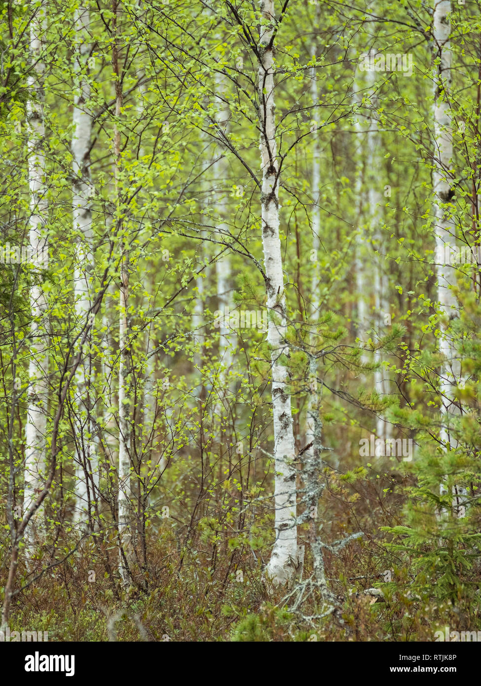 Pristine Silver Birch Forest in Finnland Stockfoto