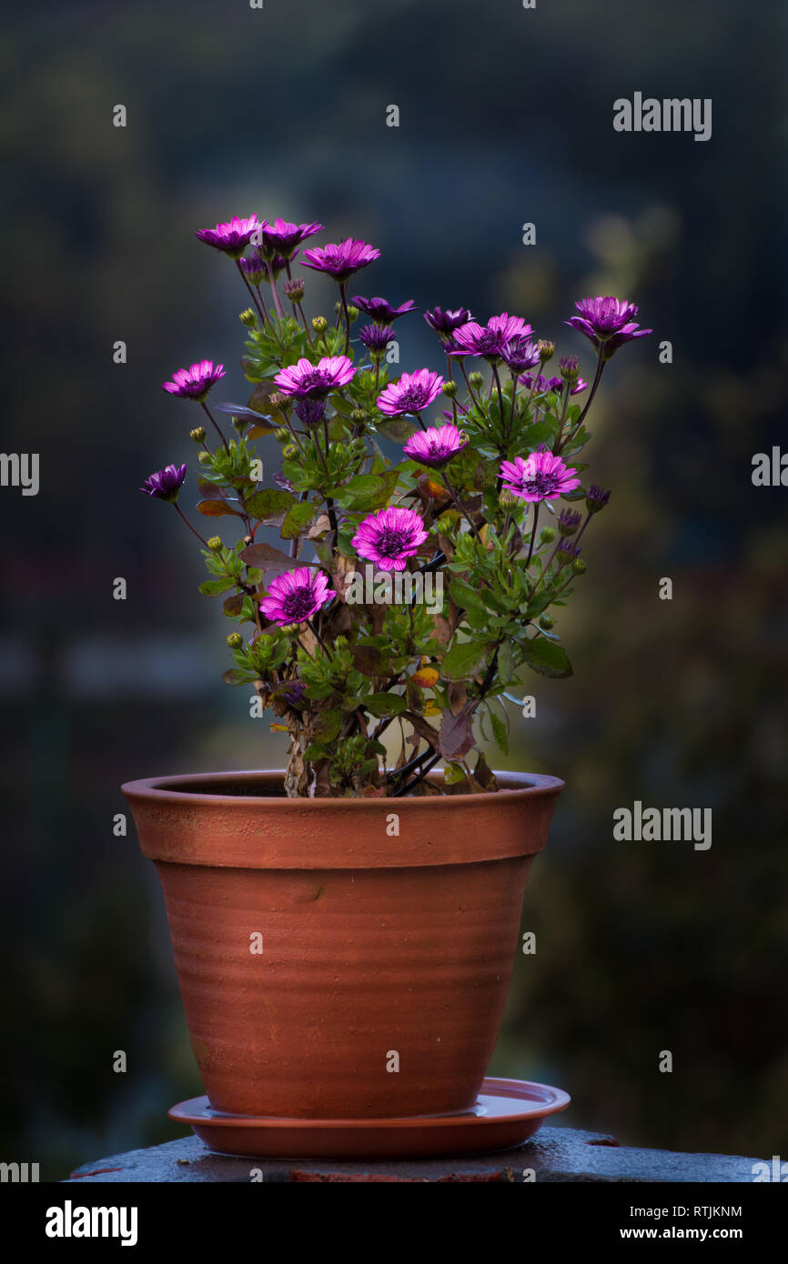 Lila Blume auf Blumentopf schöne Präsentation von Farbe Stockfotografie